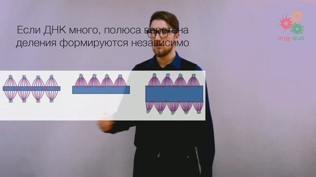 Биологические макромолекулы. Эволюция и самоорганизация белков (без музыки)
