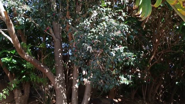 Lilly Pilly (Syzygium paniculatum) смотреть онлайн