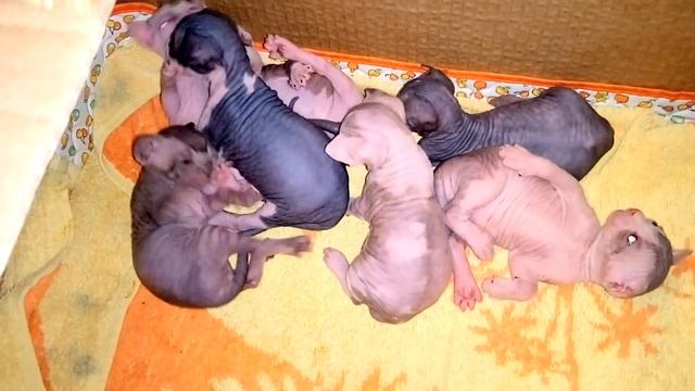 Котята сфинкса канадского две с половиной недели (18 дней) смотреть онлайн