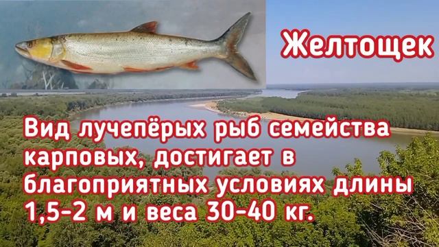 Редкие рыбы России ловля и рыбалка на которых ЗАПРЕЩЕНА!!! смотреть онлайн