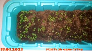 11.01.2021 Выращиваем клубнику из семян: сорт Королева Елизавета? Три способа получить рассаду+ и -