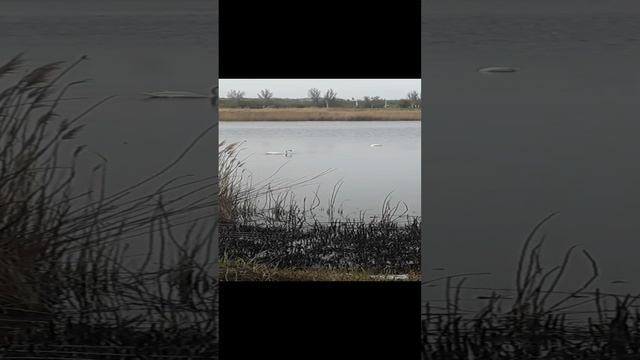 У нас лебеди в пруду смотреть онлайн