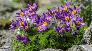 МНОГОЛЕТНИКИ из Семян - это Просто! / Успейте посеять эти Многолетники в ЯНВАРЕ