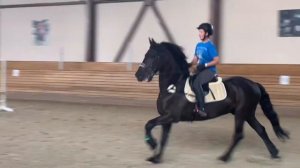 Фризская лошадь /фриз/Friesian horse/конный спорт