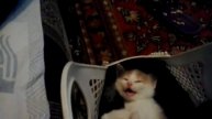Спящий котенок