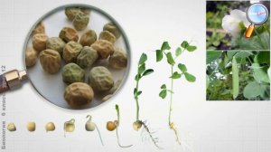 Биология 6 класс (Урок№12 - Рост и развитие организмов.)