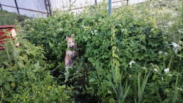 Дача ЗСЛ Шилка 🐕 смотреть онлайн