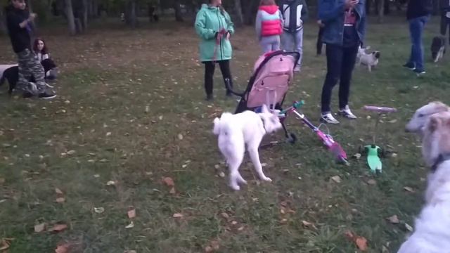 Русские псовые Борзые и щенячий детский сад. Внимание, теперь борзых спускаю только на площадке
