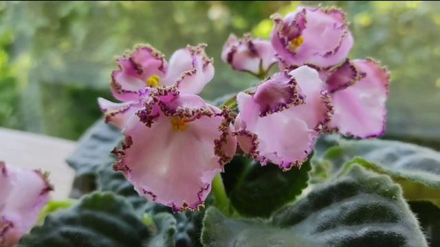 7 СОРТОВ ФИАЛОК С НАЗВАНИЯМИ. смотреть онлайн