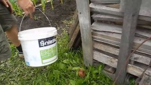 Как вырастить много белых грибов на своем участке (результат).mp4