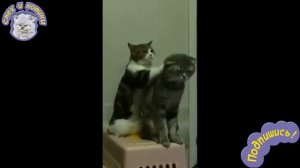 Кошка Делает Массаж Коту