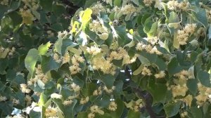 Самые красивые пасеки в Башкирии