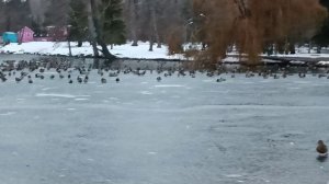 Царство уток ноябрь парк