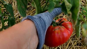 Помидоры еще никогда не были такими вкусными! Сорта томатов, которые я выращиваю в открытом грунте