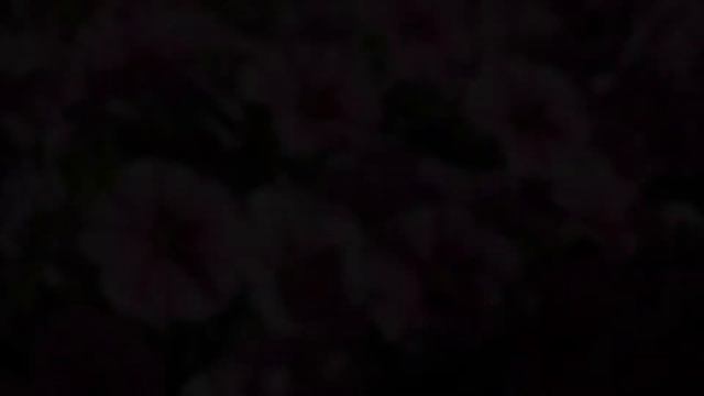 Petunia For Sale смотреть онлайн