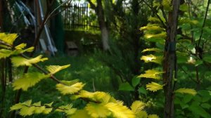 Метасеквоя Голд Раш або Золота лихоманка. Metasequoia Gold Rush