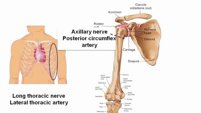 USMLE RX - 8.Анатомия - 1.Анат,физо - 12.Нейроваскулярное сопряжение