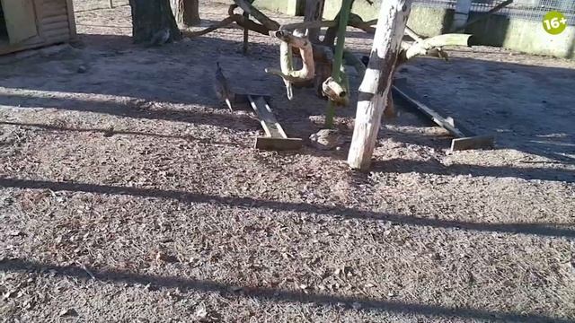 Новогодний трип в Беларусь: Москва-Брест часть 1 смотреть онлайн