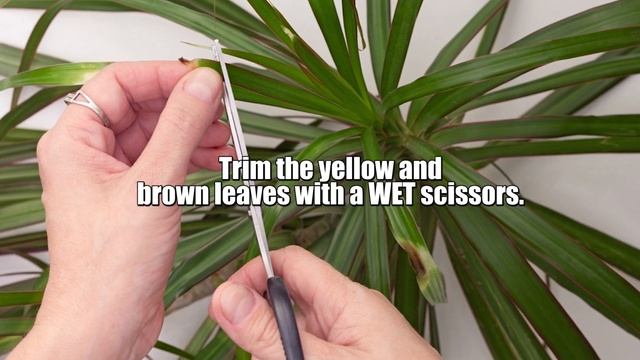 5 Reasons why your Dracaena leaves turning yellow смотреть онлайн