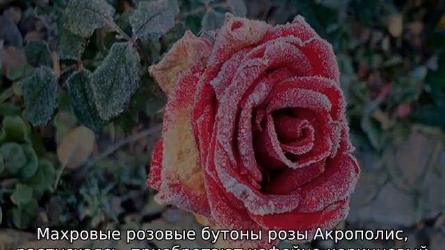 Роза флорибунда