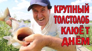 Крупный ТОЛСТОЛОБ клюёт ДНЕМ!