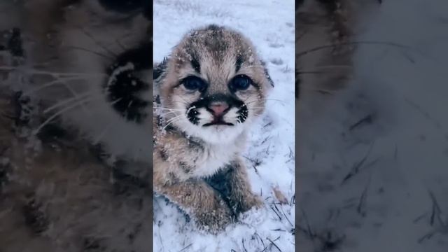 Пума. котёнок замёрз. #дикиекошки #пума #милота смотреть онлайн