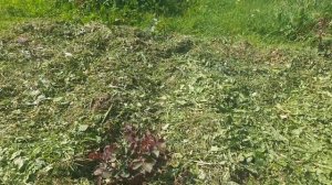 Как развиваются розы от Усыниных.