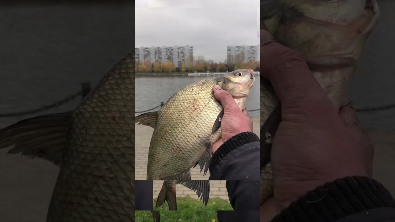 РЫБАЛКА НА ЛЕЩА В НОЯБРЕ смотреть онлайн