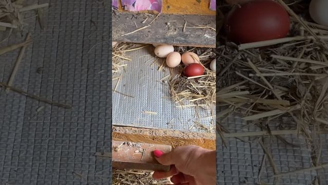 Гнезда для кур с дыркой #loralife #куры #chickens #цыплята #яйценоскость #яйца #гнездадлякур