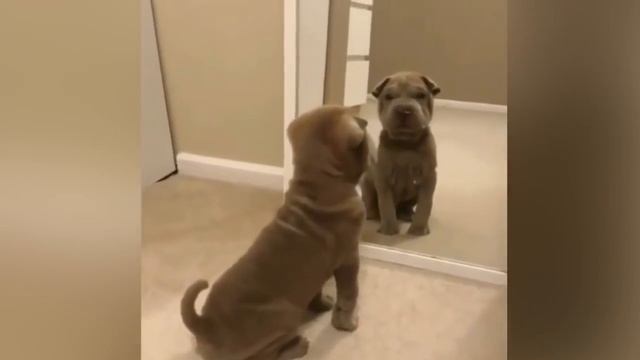 СМЕШНЫЕ КОТЫ И ДРУГИЕ ЖИВОТНЫЕ 2018 смотреть онлайн