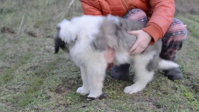 Питомник московских сторожевых "Из Русских Сказок" Кобель 1 смотреть онлайн