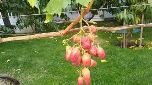 Виноград Анита