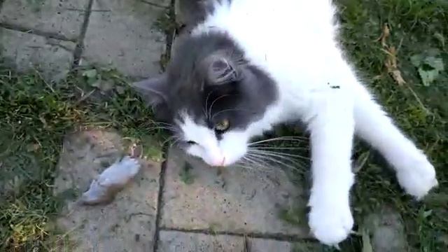 МОЯ НОВОСТЬ: ЕСТЕСТВЕННОЕ СОСТОЯНИЕ КОТА ЛУНТИКА 🐱