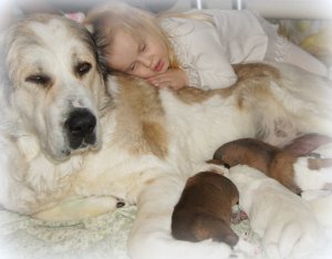 О чём разговаривают  собаки?