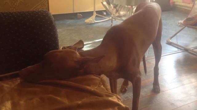 Арчи новый прикол спит стоя ! смотреть онлайн