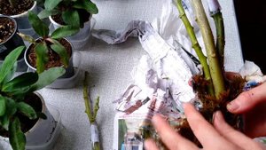 Черенки бругмансии почтой! Распаковка посылки. +9 новых сортов в коллекции!