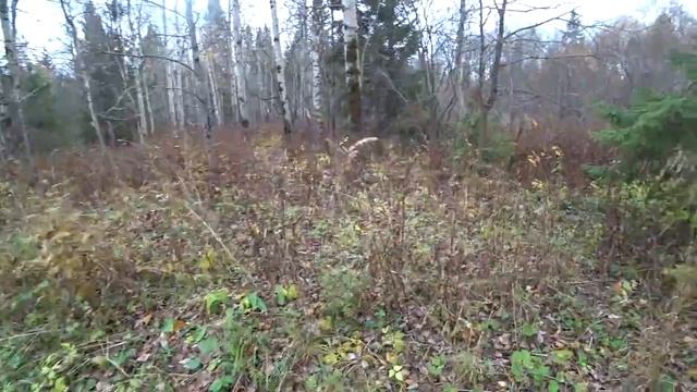 В ЛЕС 11 октября 2020 смотреть онлайн