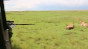 Герои природы: Спасение львицы в самый тяжёлый момент