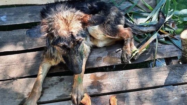 Arriving on a fishing trip, the guy found a puppy in a TERRIBLE state but look at it now! смотреть онлайн