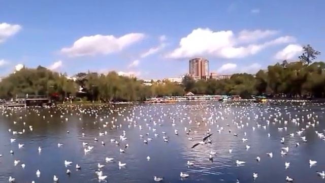 Чайки прилетели! смотреть онлайн