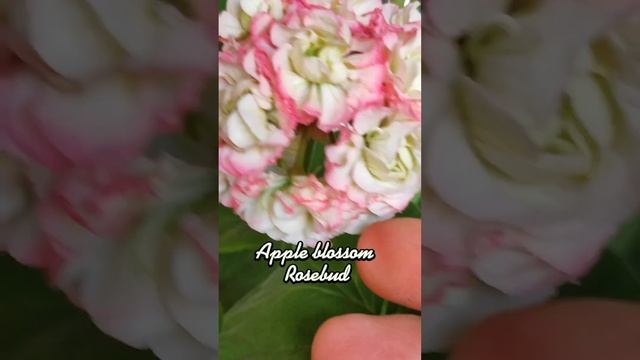 Пеларгония дня:"Apple Blossom Rosebud "