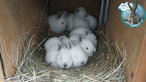 Зимние окролы, без подогрева маточников: