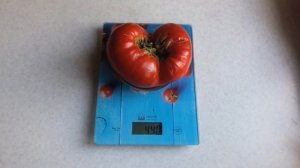 Томат Кинг Конг