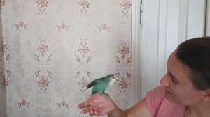 КАК ПРИРУЧИТЬ ПОПУГАЯ ВЫПОЛНЯТЬ КОМАНДЫ .Повторяем все команды!