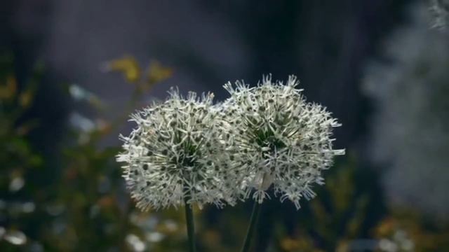 EVO KAKO DA UZGAJATE LEP DEKORATIVNI LUK ALLIUM SA CVETOM LEPIH PASTELNIH BOJA U OBLIKU LOPTE смотреть онлайн