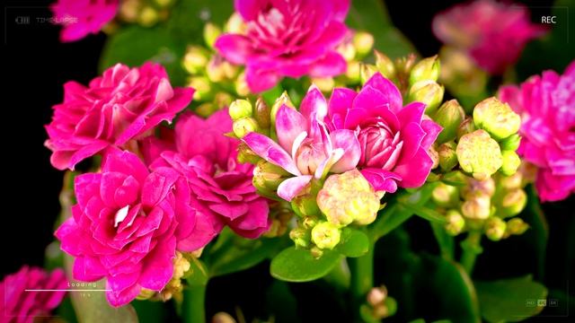 Розовый букет Каланхоэ.  Как растет, цветет и распускается.  Ускоренная съемка Time laps
