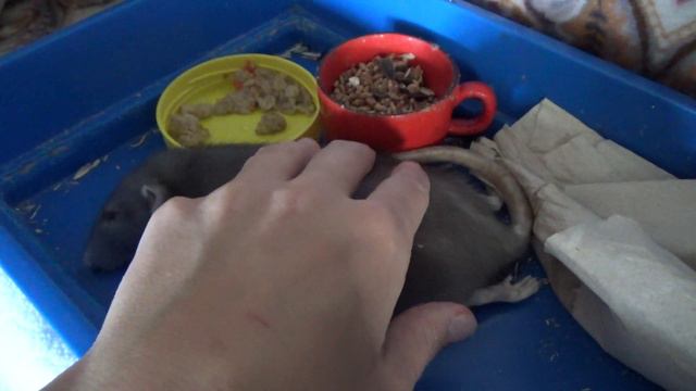 Милая Нюша, ушла не попрощавшись! 😭 Наша девочка, ты стала нам родной очень быстро! смотреть онлайн