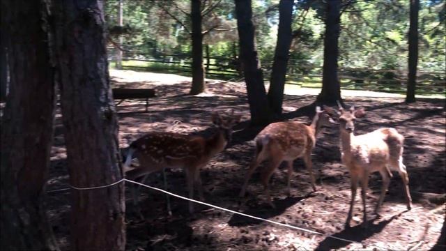 Сказ о том, как мы внука на оленью ферму возили или Артколхоз это атмосферно! смотреть онлайн