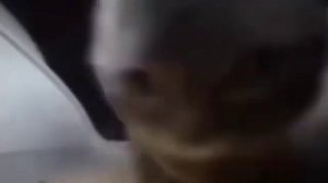 кот флексит Типи Типи тяпа тяпа чупи чупи чупи чупи🐱🐱🐱