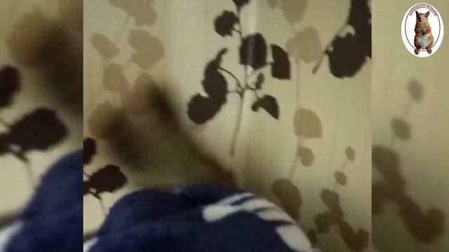 Бельчонок впервые в жизни пробует банан...!??️? смотреть онлайн